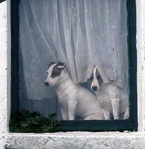 dog_window